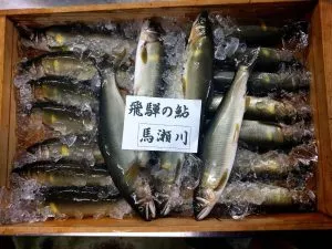 飛騨の鮎